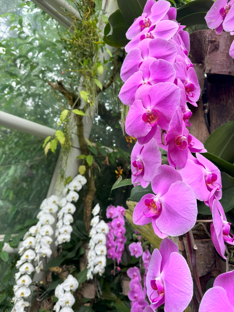 Orchids at Sembawang Cool House inside National Orchid Garden at Singapore Botanic Gardens. Singapore's first UNESCO Heritage site. 