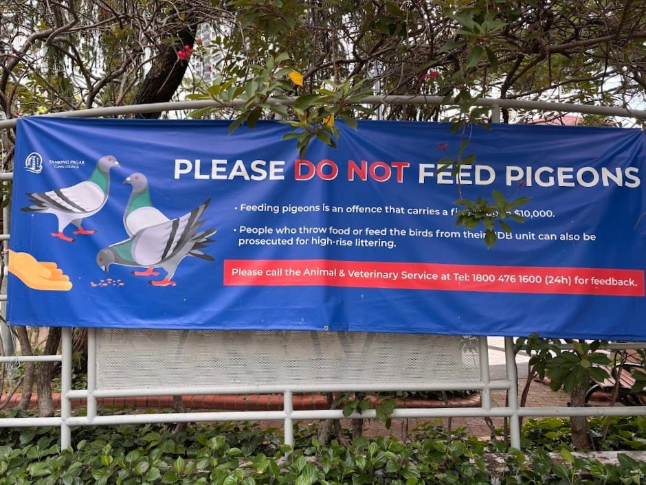 A blue and red National Parks Board public banner in Singapore attached to a metal fence that reads "PLEASE DO NOT FEED PIGEONS", explaining that bird feeding is a fineable offense under the Wildlife Act.